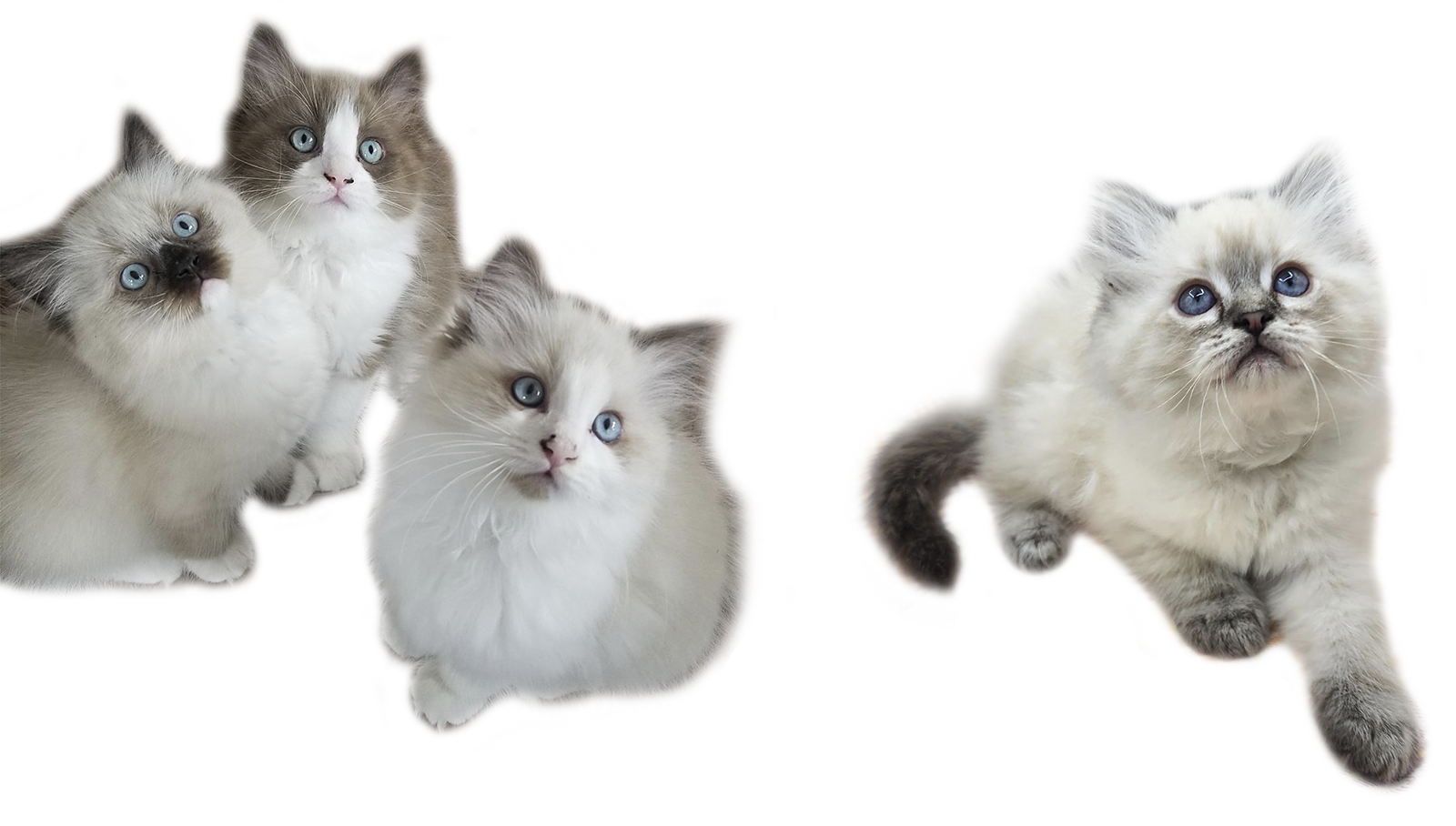 3 ragdoll kittens