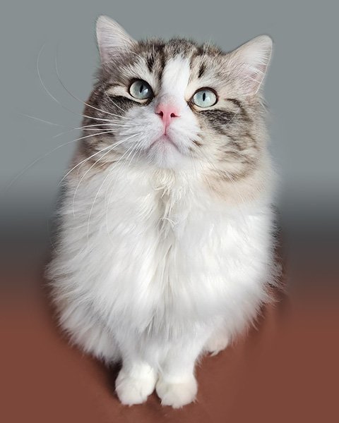 seal lynx mink ragdoll cat