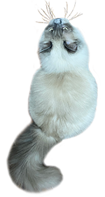 Ragdoll Cat