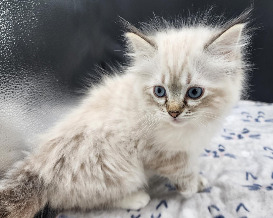 Ragdoll baby kitten