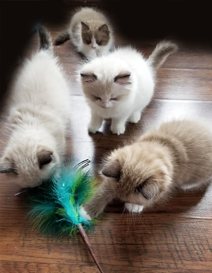 Ragdoll kittens